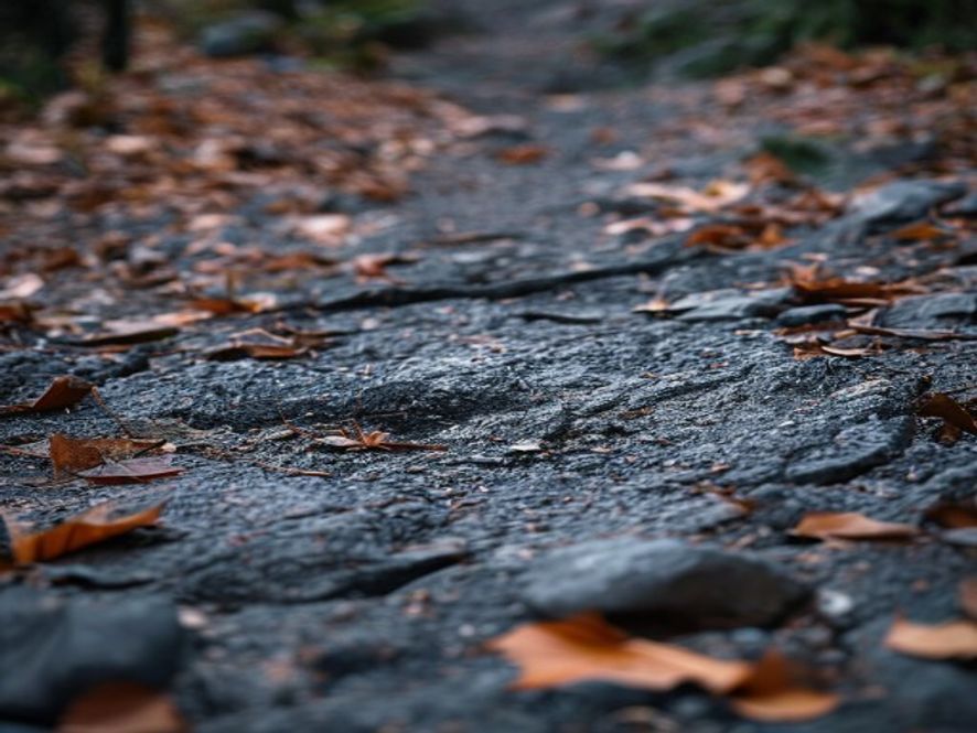 Close-up of rocky and rooted trail surface with autumn leaves scattered